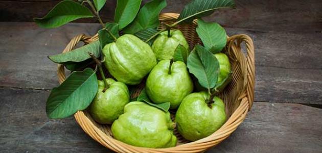 فوائد ورق الجوافة لمرضى السكر الجواب