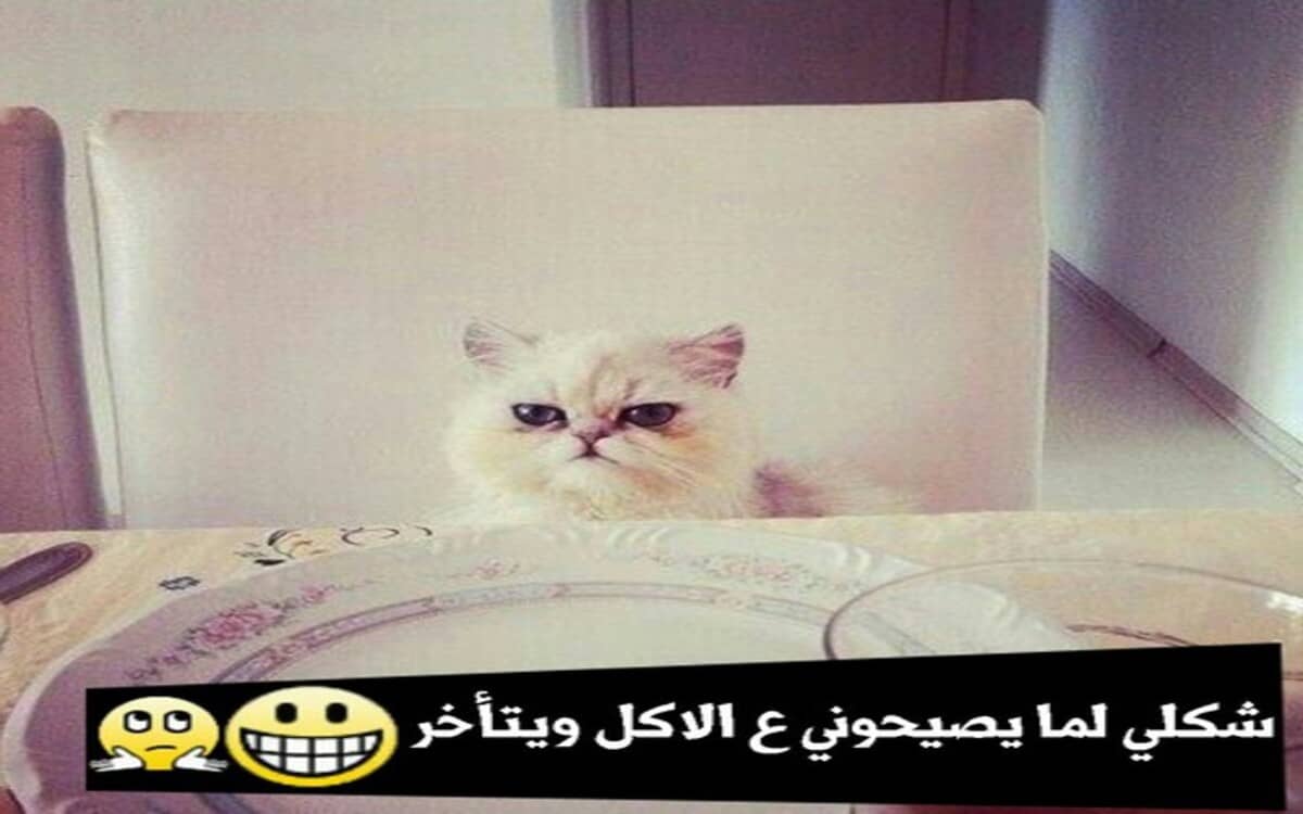 Ù†ÙƒØª Ø¹Ù† Ø§Ù„Ø§ÙƒÙ„ Ø§Ù„Ø¬ÙˆØ§Ø¨